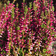Calluna v. 'Athene' GM P10,5