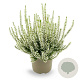 Calluna v. 'Coco' 15-20 cm C1.2