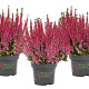 Calluna v. 'Crimson Sunset' 15-20 cm C1.2