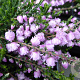 Calluna v. 'County Wicklow' GM P9.5 2 jaar