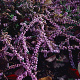 Calluna v. 'Elsie Purnell' GM P10,5