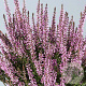 Calluna v. 'Hilda' GM P10,5