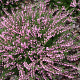 Calluna v. 'J.H. Hamilton' GM P9.5