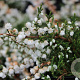 Calluna v. 'Kinlochruel' GM P10,5