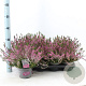 Calluna v. 'Lena' 15-20 cm C1.2