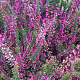 Calluna v. 'Perestrojka' GM P9.5