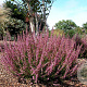 Calluna v. 'Roswitha' GM P10,5