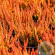 Calluna v. 'Sunset' 15-20 cm C1.2