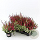 Calluna v. 'Twin Girls' 15-20 cm C1.2