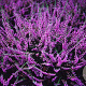Calluna v. 'Tib' GM P9.5
