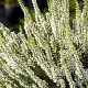Calluna vulgaris 'Alicia' 15-20 cm C1.2
