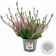 Calluna vulgaris 'Angie' 15-20 cm C1.2