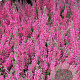 Calluna vulgaris 'Athene' 15-20 cm C1.2