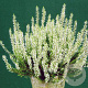 Calluna vulgaris 'Elisa' 15-20 cm C1.2