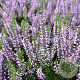 Calluna vulgaris 'Hilda' 15-20 cm C1.2