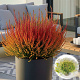 Calluna v. 'Wickwar Flame' GM P10,5