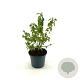 Ceanothus del. 'Gloire de Versaille 30-40 cm 2,0L