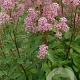 Ceanothus pallidus 'Marie Simon' 50-60 cm 20L
