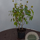 Cephalanthus occidentalis 40-50 cm 3,0L