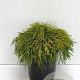 Chamaecyparis p. 'Sungold' 25-30 cm 3,5L