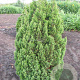 Chamaecyparis t. 'Top Point' 25-30 cm 3,5L