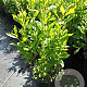 Clethra alnifolia 50-60 cm 3,0L