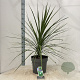 Cordyline aus. 'Atlantic Green' 100-110 cm 12L