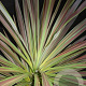 Cordyline aus. 'Chocolate Mint' 80-90 cm 12L
