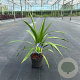 Cordyline aus. Emerald Star 50-60 cm 12L