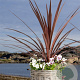 Cordyline aus. 'Red Heart' 70-80 cm 12L piramide
