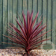Cordyline aus. 'Red Star' 100-110 cm 12L