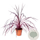 Cordyline Festival Raspberry 80-90 cm 12L