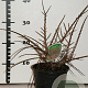 Cotoneaster horizontalis 25-30 cm 2,0L