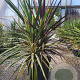 Cordyline obtecta 'Superstar' 70-80 cm 3,0L