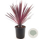 Cordyline 'Paso Doble' 40-50 cm 3,0L