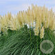 Cortaderia selloana 'Citaro' 120-130 cm 6,5L