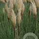 Cortaderia selloana 'Evita' 100-110 cm 3,0L