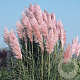 Cortaderia s. 'Pink Feather' 70-80 cm 6,5L