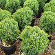 Cryptomeria j. 'Compressa' 20-25 cm 3,0L