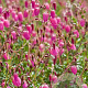 Daboecia c. 'Waley's Red' GM P9.5 2 jaar