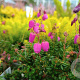 Daboecia s. 'William Buchanan' GM P9.5 2 jaar