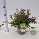 Deutzia gracilis 'Nikko' 20-30 cm 2,0L