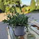 Deutzia gracilis 'Nikko' 20-30 cm 2,0L