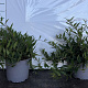 Deutzia gracilis 'Nikko' 20-30 cm 2,0L