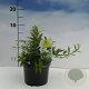 Deutzia gracilis 'Nikko' 20-30 cm 2,0L