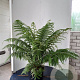 Dicksonia antarctica 30-40 cm 5,0L