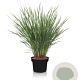 Dianella revoluta Coolvista 70-80 cm 12L piramide