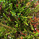 Empetrum nigrum GM P9.5