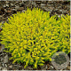 Erica carn. 'Golden Starlet' GM P9.5