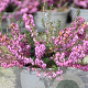 Erica carn. 'March Seedling' GM P10,5